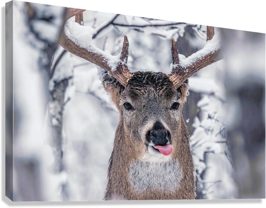 Buck Glancial Blue Canvas Print