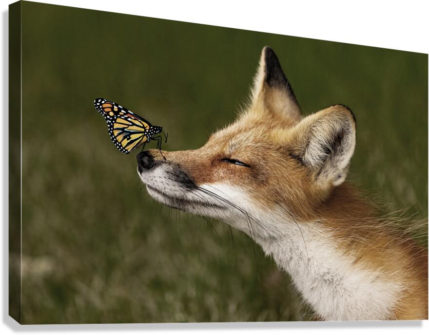 Red Fox with Butterfly Canvas Print