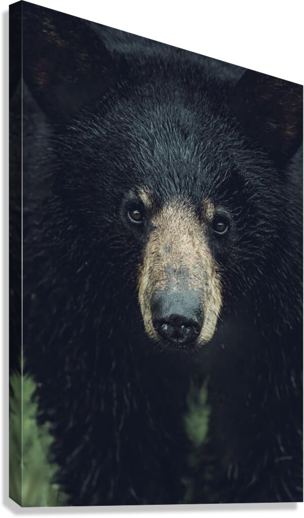 Wild Bear Futuristic Canvas Print