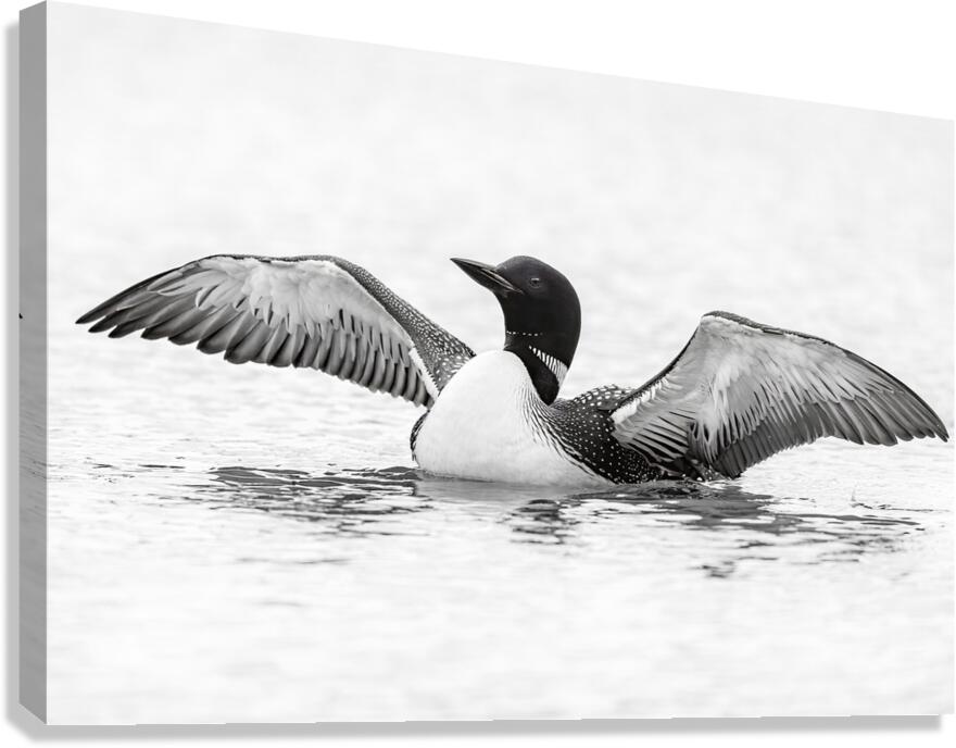 Loon BW Canvas Print