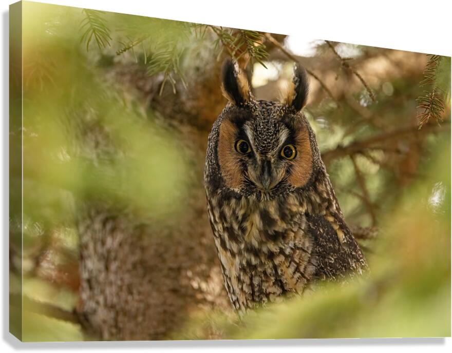 LEO Portrait Canvas Print