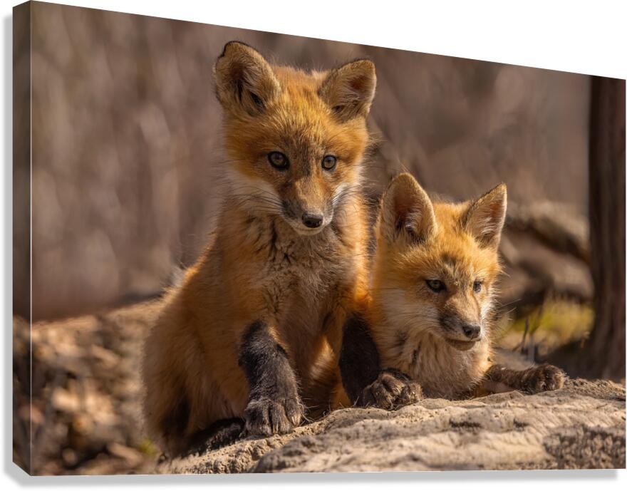 Red Fox Kits Canvas Print