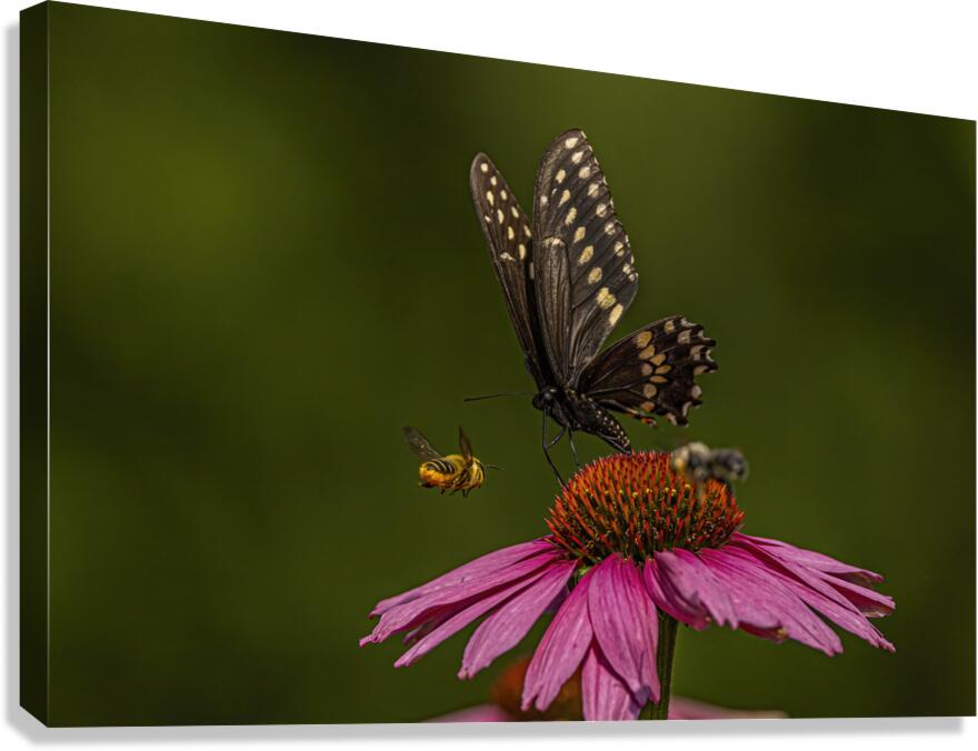 Flower Story Canvas Print