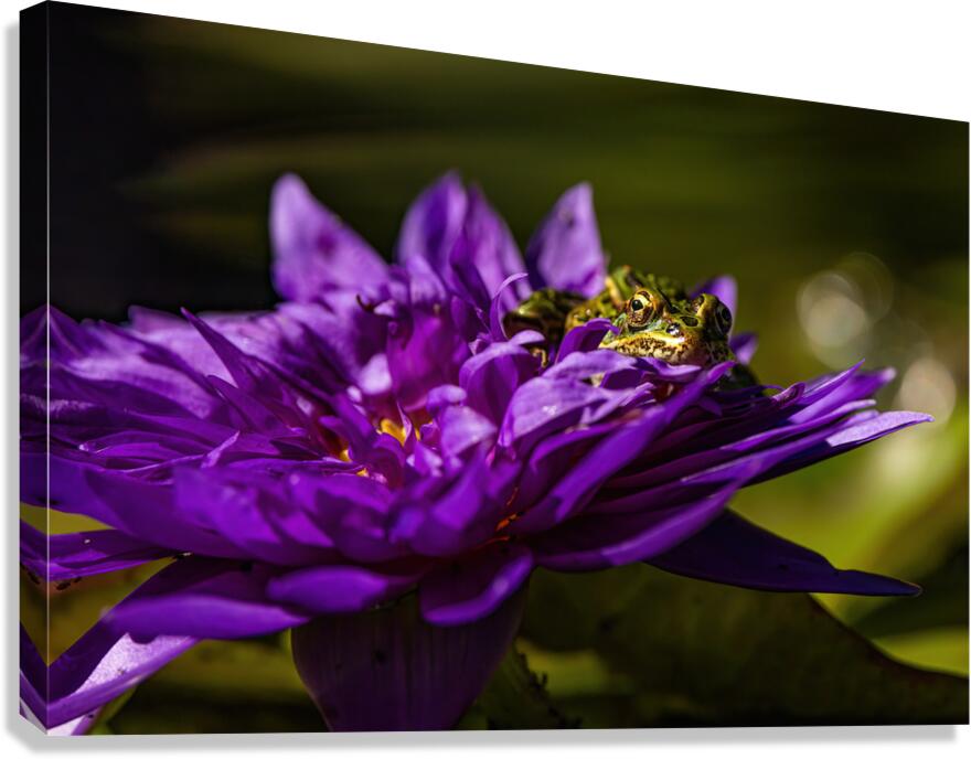 Flower Story 2 Canvas Print