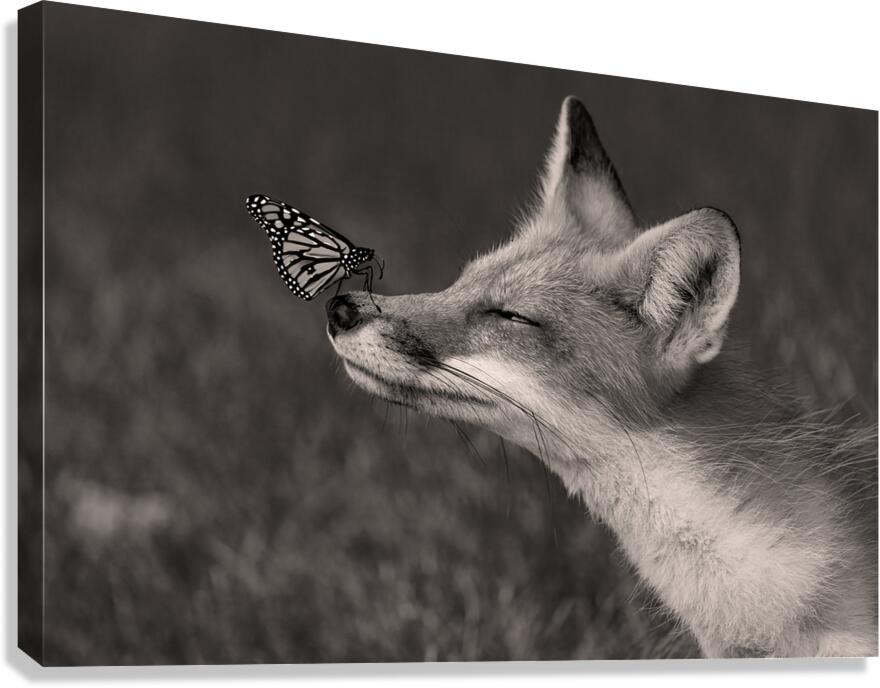 Red Fox with Butterfly BW Canvas Print