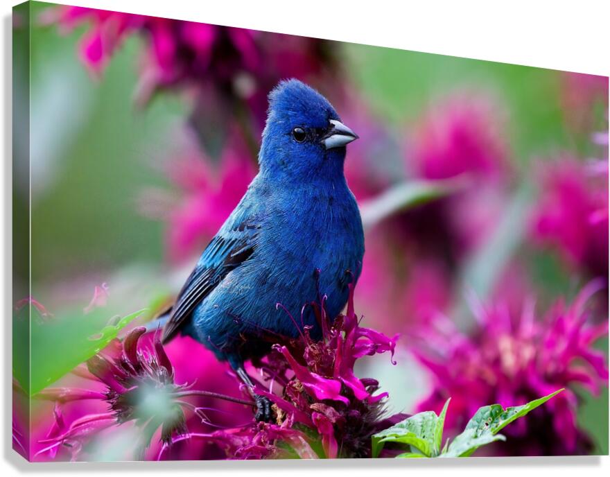Indigo Bunting Canvas Print