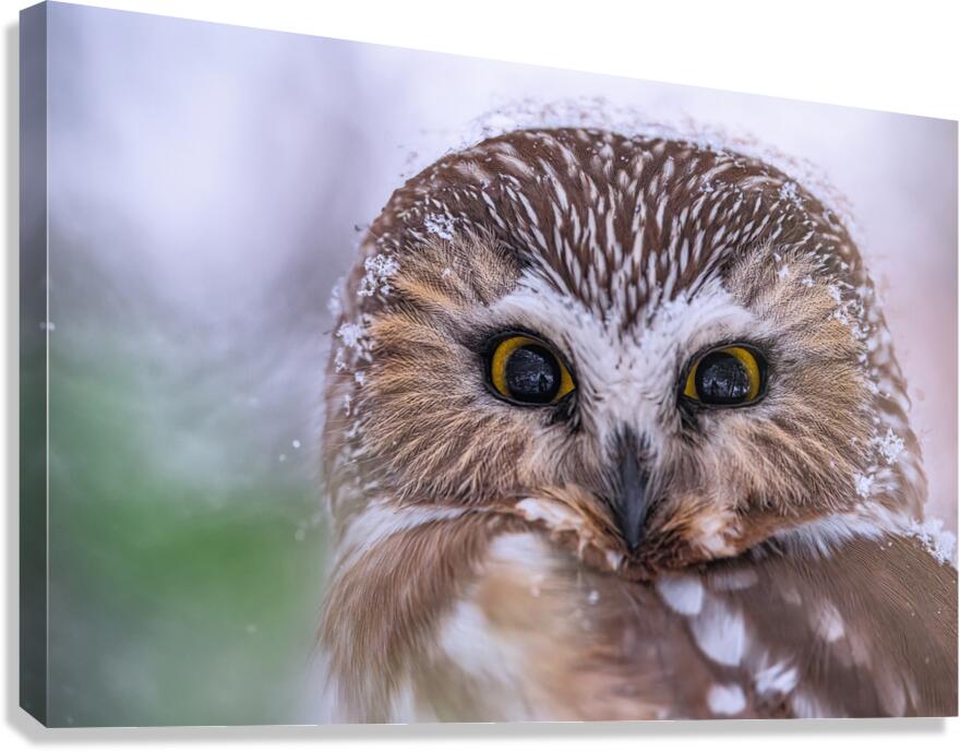 Saw Whet Owl Canvas Print