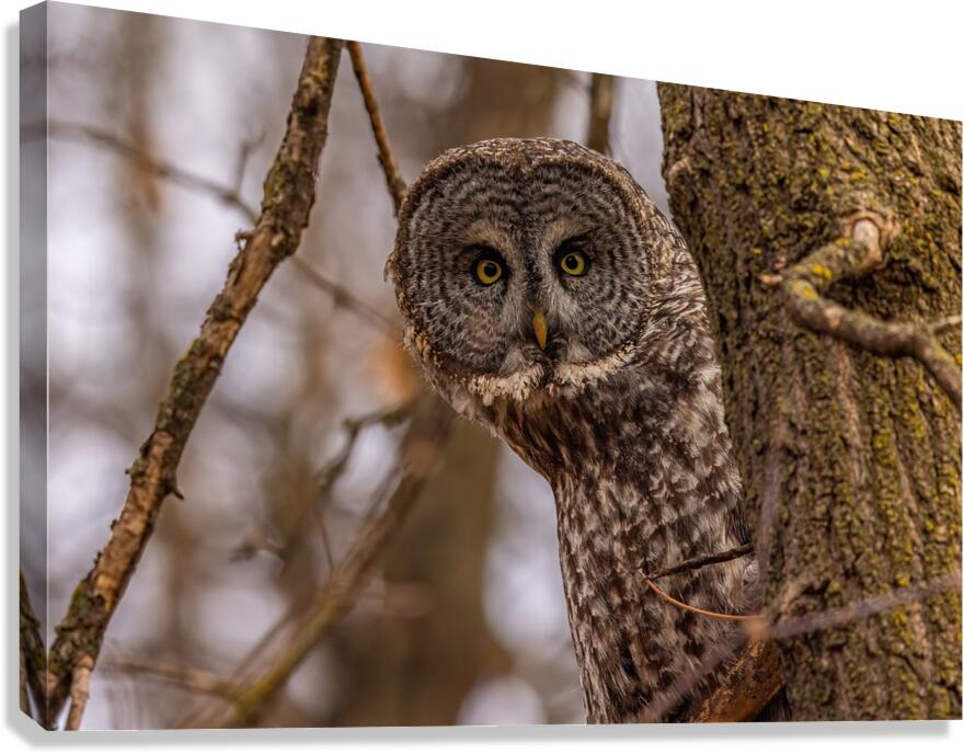 GGO 5 Peekaboo Canvas Print