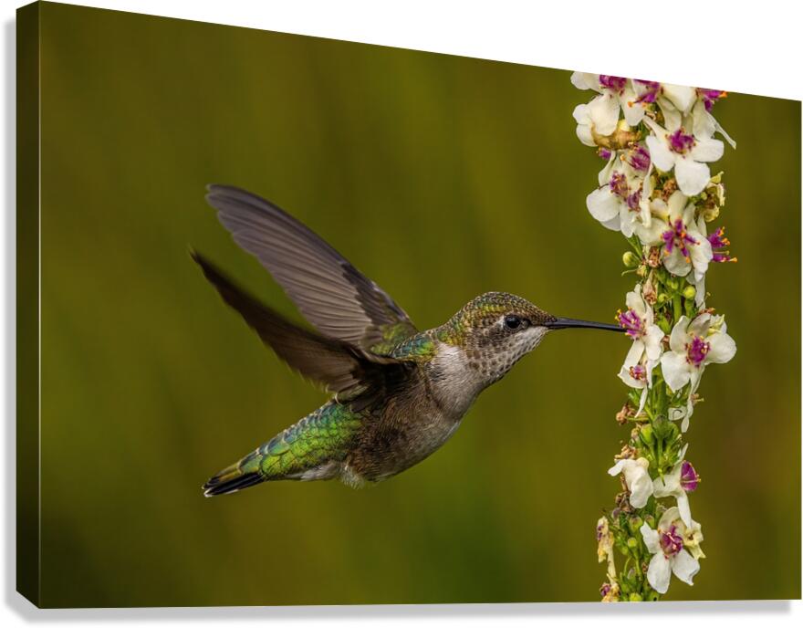Hummingbird Canvas Print