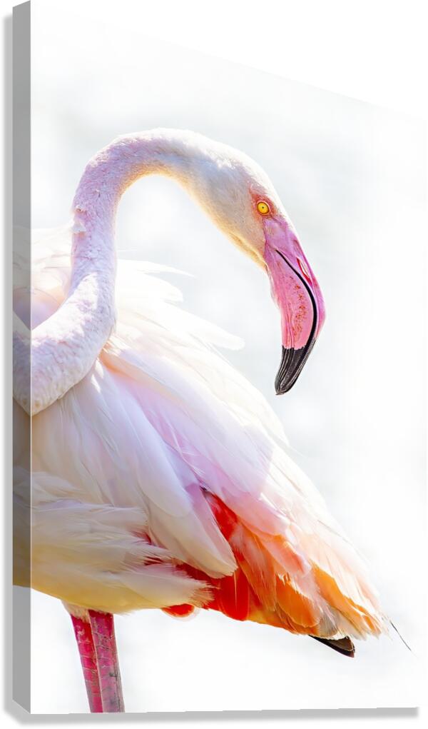 Wild Pink Flamingo Canvas Print