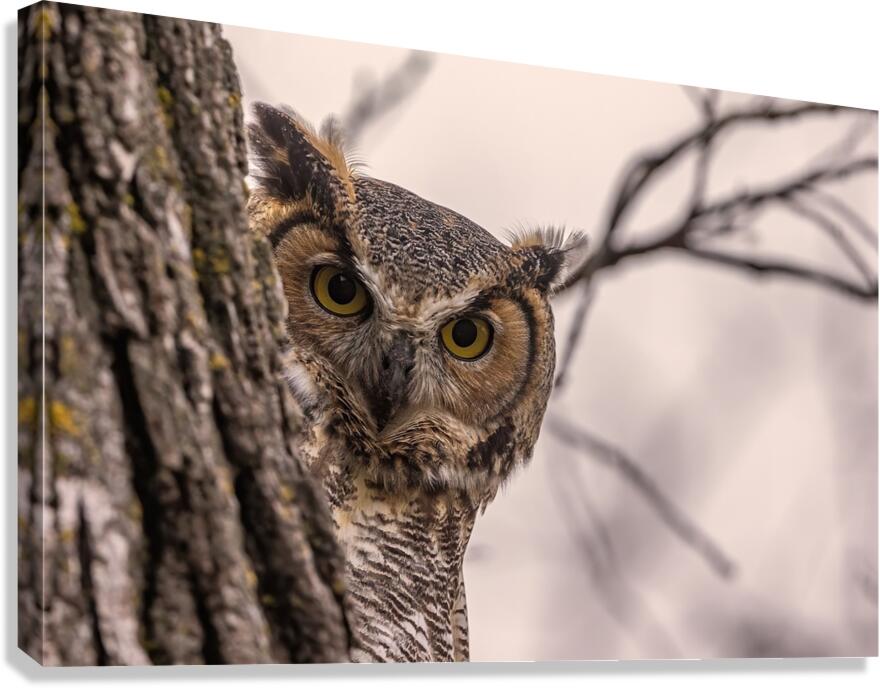 GHO Peekaboo Canvas Print