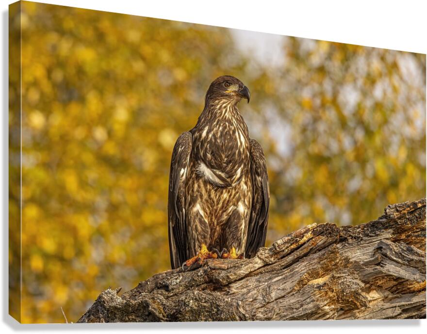 Bald Eagle Fall Time Canvas Print
