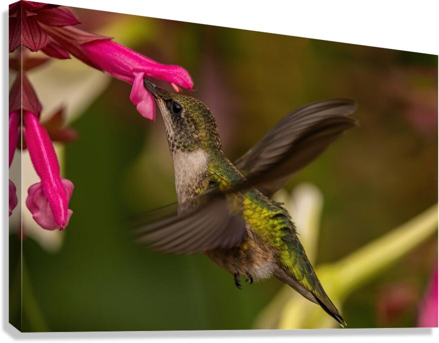 Hummingbird 2 Canvas Print