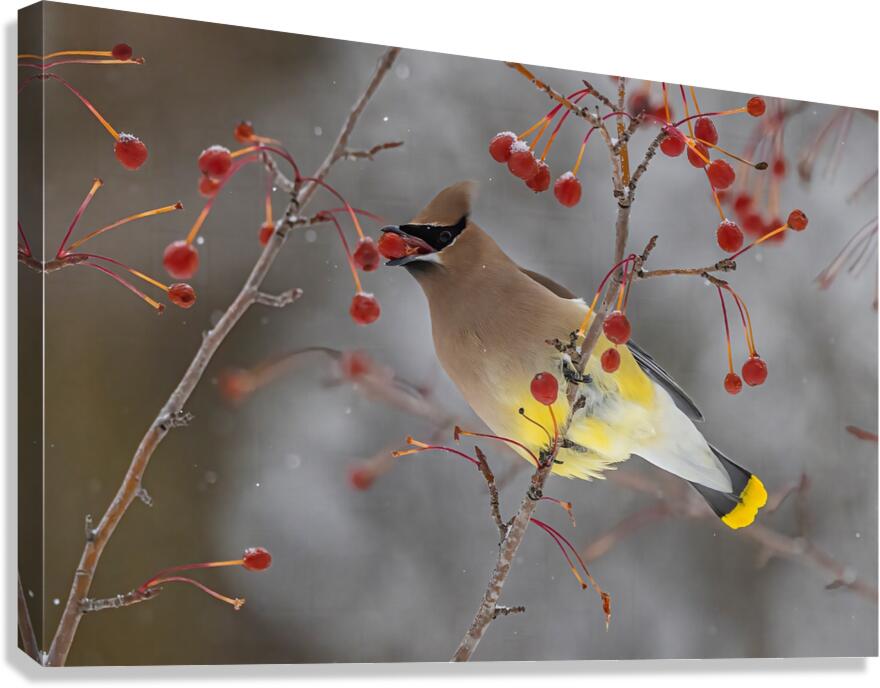 Waxwing Canvas Print