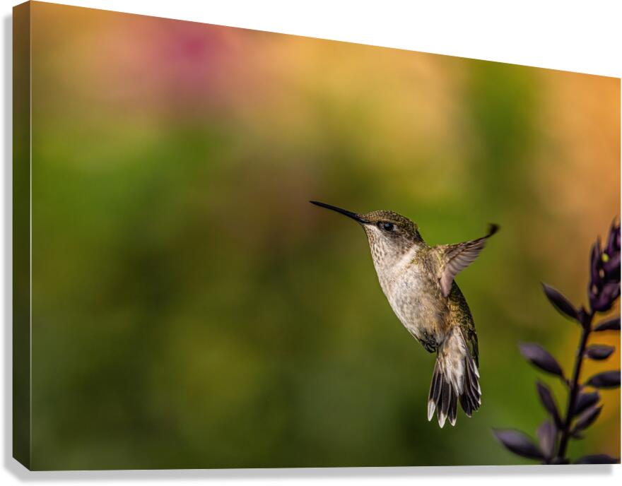 Hummingbird 3 Canvas Print