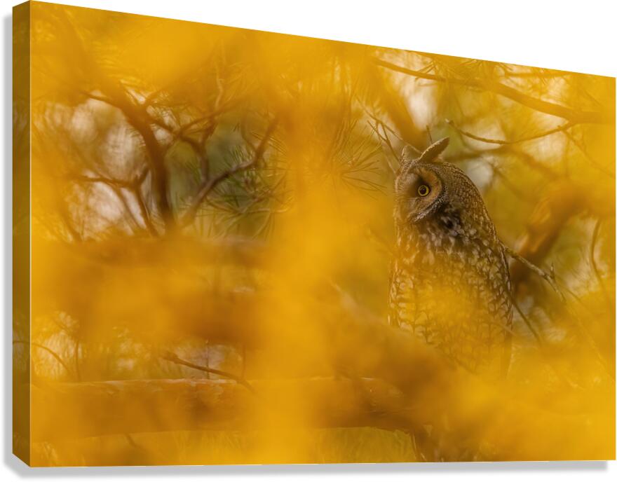 LEO Fall Time Canvas Print