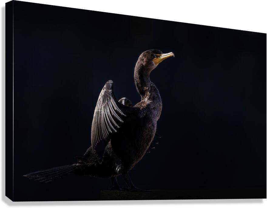 Cormorant Elegant Canvas Print