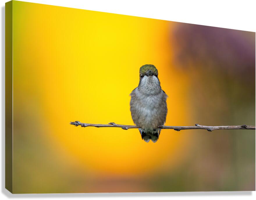 Hummingbird 4 Canvas Print