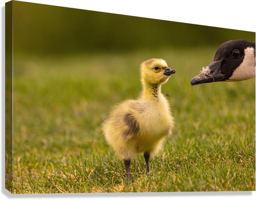 Gosling Story Canvas Print