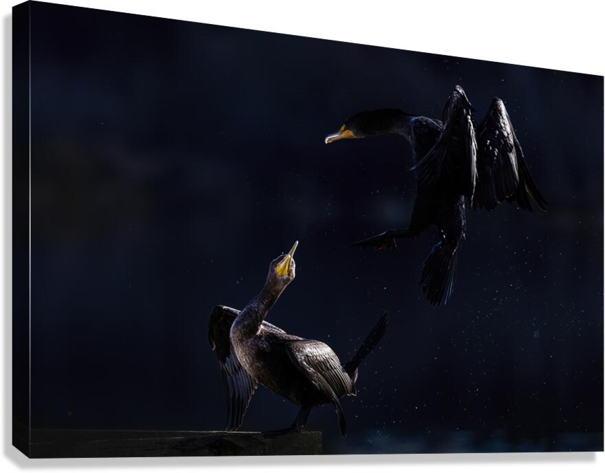 Double Cormorant Canvas Print