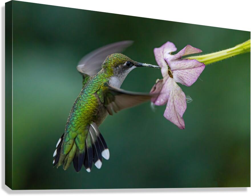 Hummingbird 5 Canvas Print