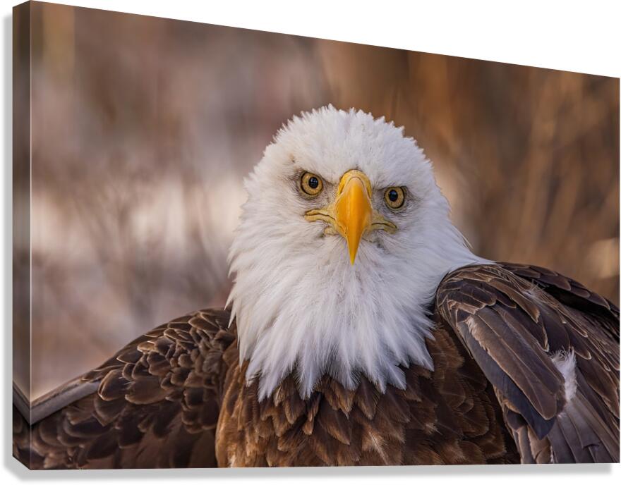 Bald Eagle Portrait Canvas Print