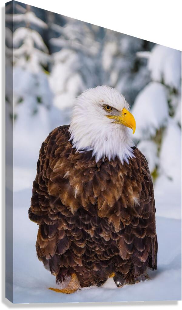 Bald Eagle Winter Canvas Print
