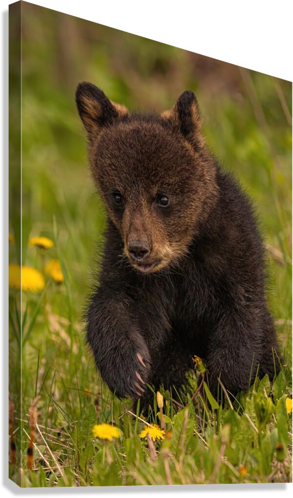 Black Bear Cub Canvas Print