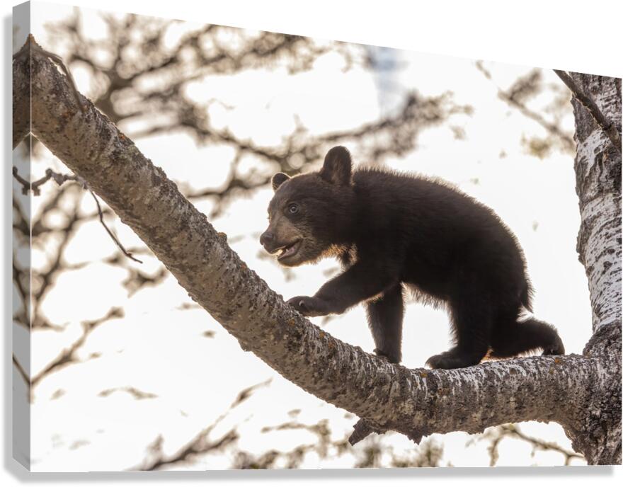 Black Bear Cub 2 Canvas Print