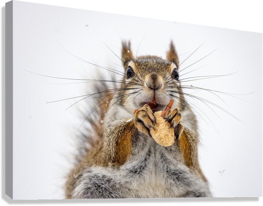 Red Squirrel Canvas Print