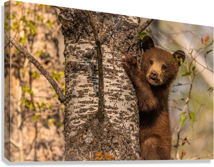 Black Bear Cub 3 Canvas Print