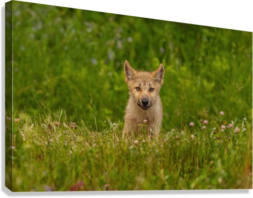 Wolf Pup Canvas Print
