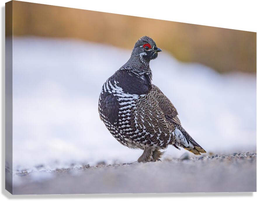 Spruce Grouse Canvas Print