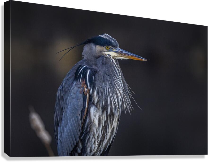 Blue Heron Canvas Print