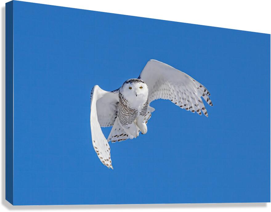 Snowy Owl Canvas Print