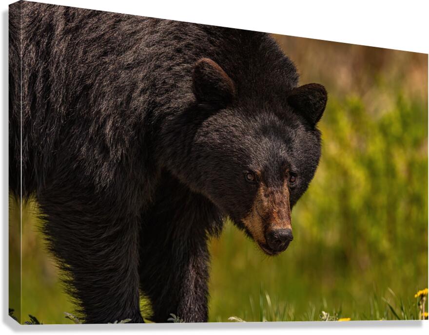 Black Bear Canvas Print