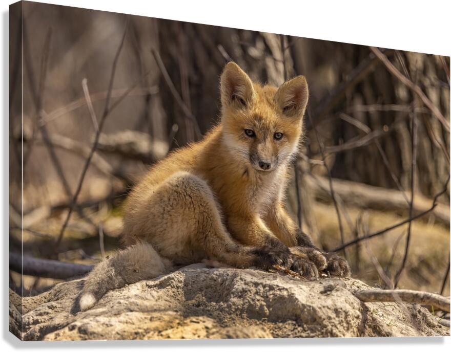 Cute Fox Kit Canvas Print