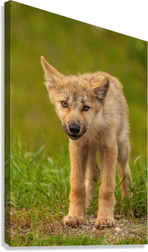 Wolf Pup 2 Canvas Print
