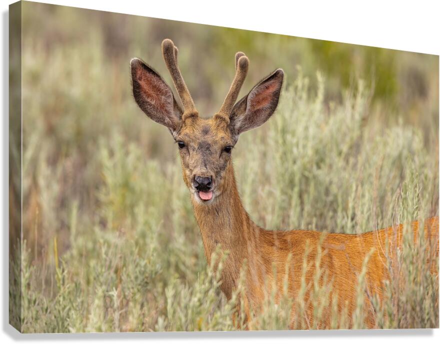 Buck 2 Canvas Print
