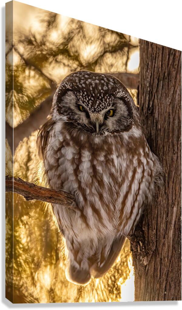 Boreal Owl Canvas Print