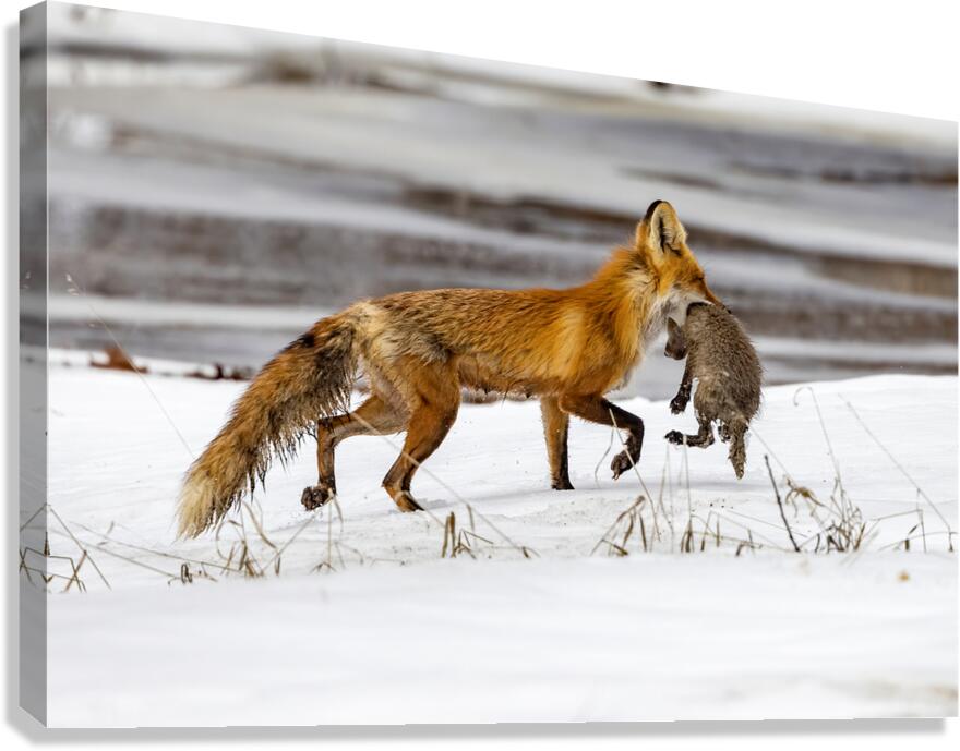 Baby Fox Story Canvas Print