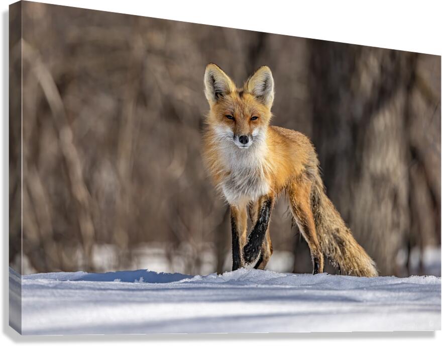 Red Fox Mother Canvas Print