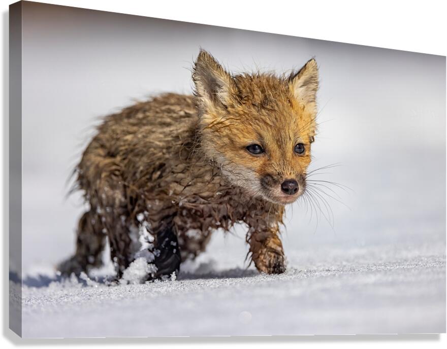 Braveheart Canvas Print