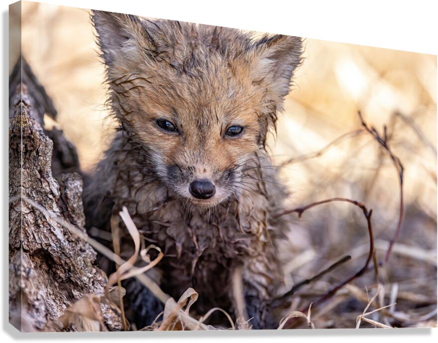 Braveheart 2 Canvas Print