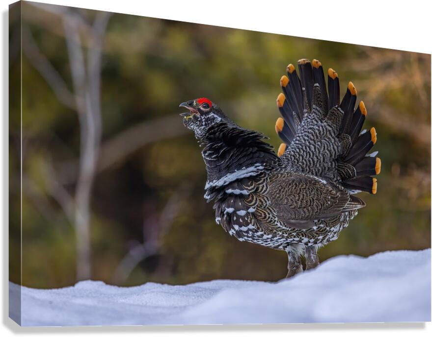 Spruce Grouse 2 Canvas Print