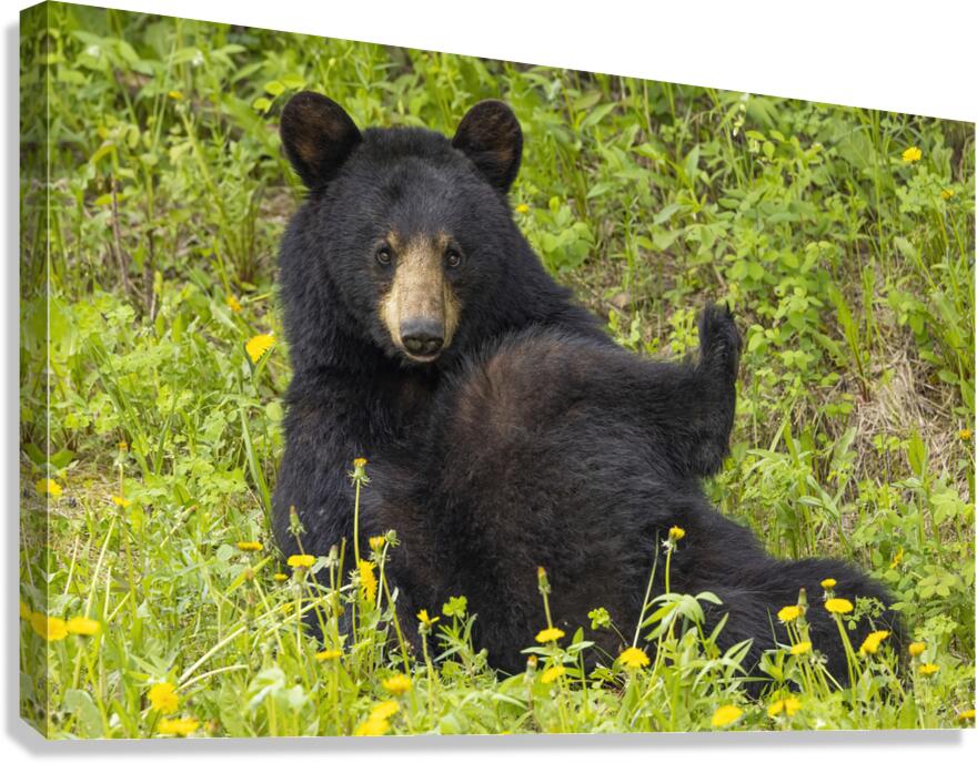 Black Bear Relax  Canvas Print