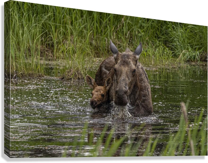 Moose Calf and Mom Canvas Print