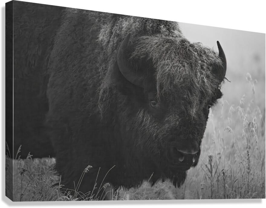 Bison BW Canvas Print