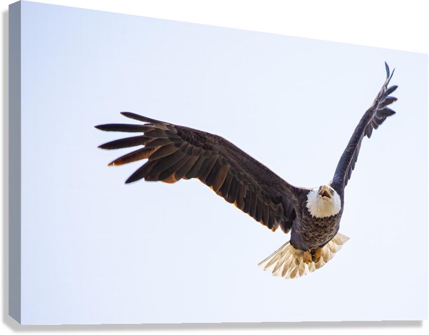 Bald Eagle Canvas Print