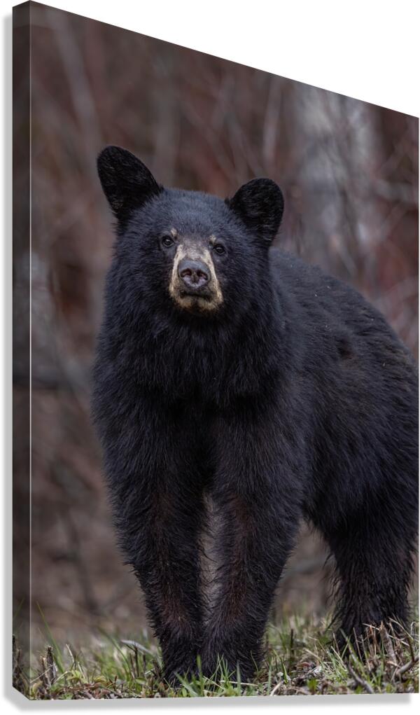Big Bear Canvas Print